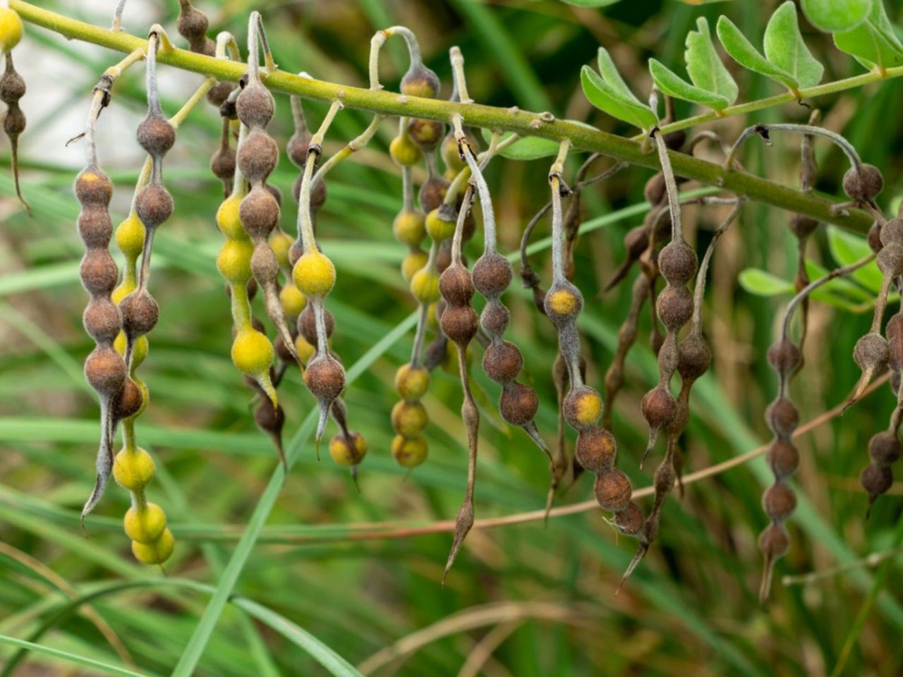 Eve&amp;#39;s Necklace Tree