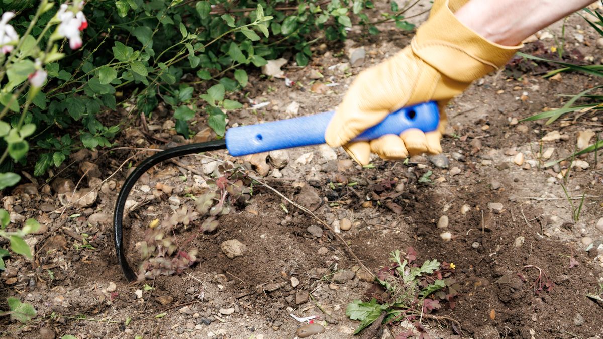 CobraHead hand weeder