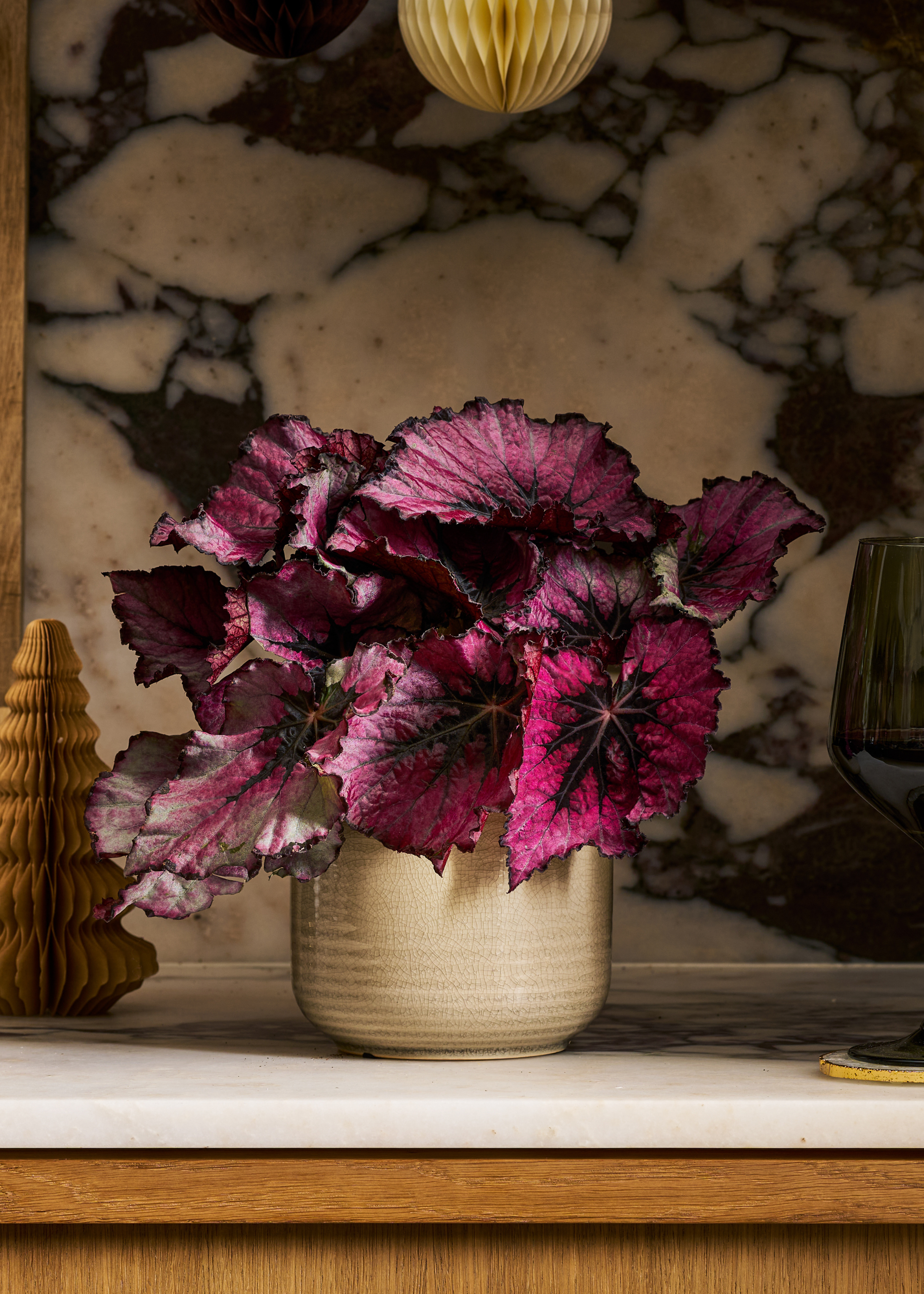 A maroon potted begonia houseplant on a marble counter beside a paper tree