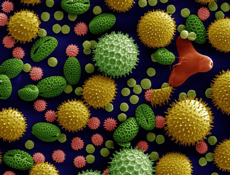 Researchers discover when pollen comes of age