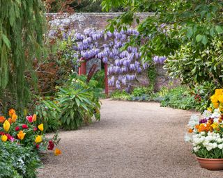 wisteria and tulips pots in mediterranean garden borders at arundel castle gardens in spring