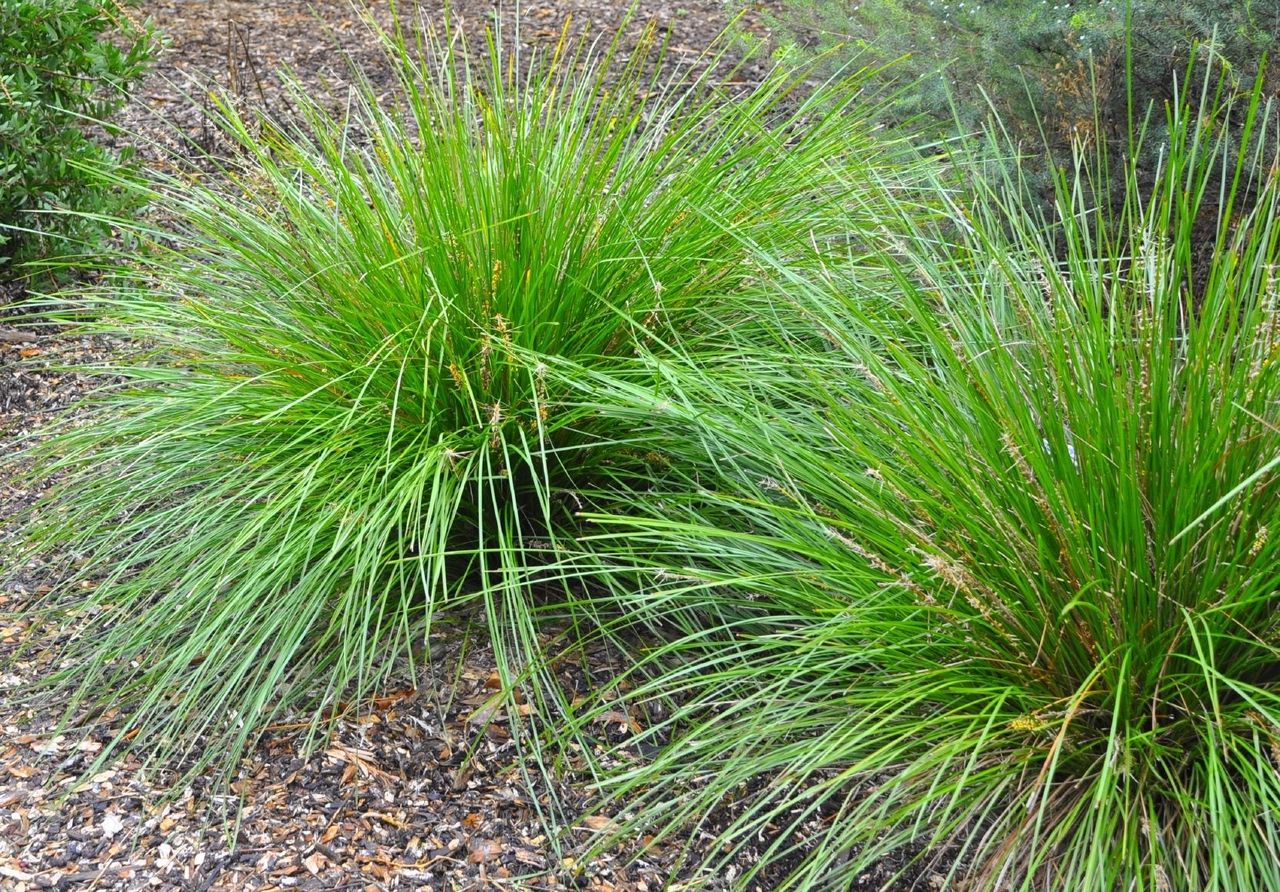 Ornamental Grass Spheres