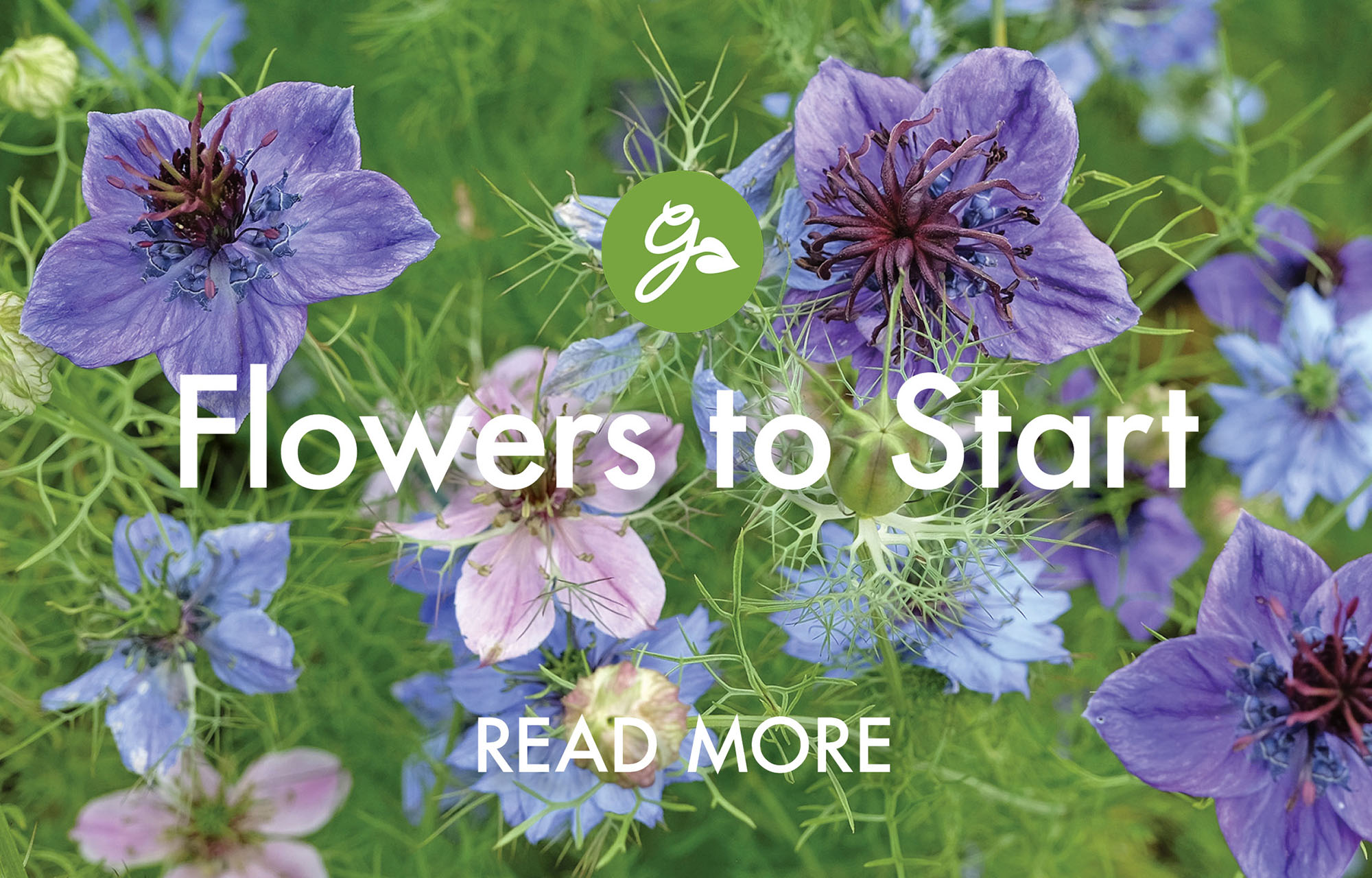 Read more about flowers to start in March. Image shows blue and pink nigella flowers
