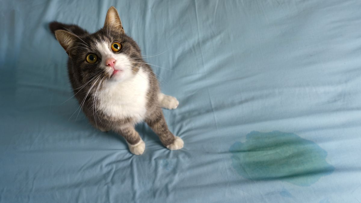 Cat sitting near wet spot on bed looking up at camera