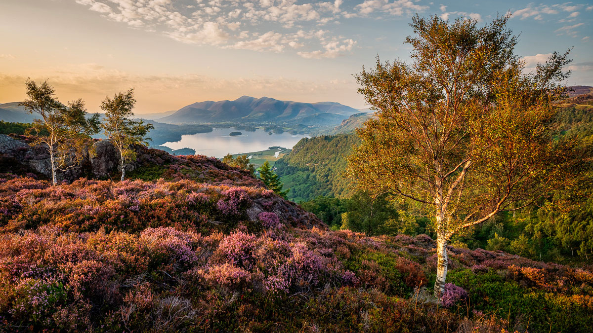 A scenic view of a valley at sunset, featuring purple heather, two birch trees, and mountains reflected in a tranquil lake