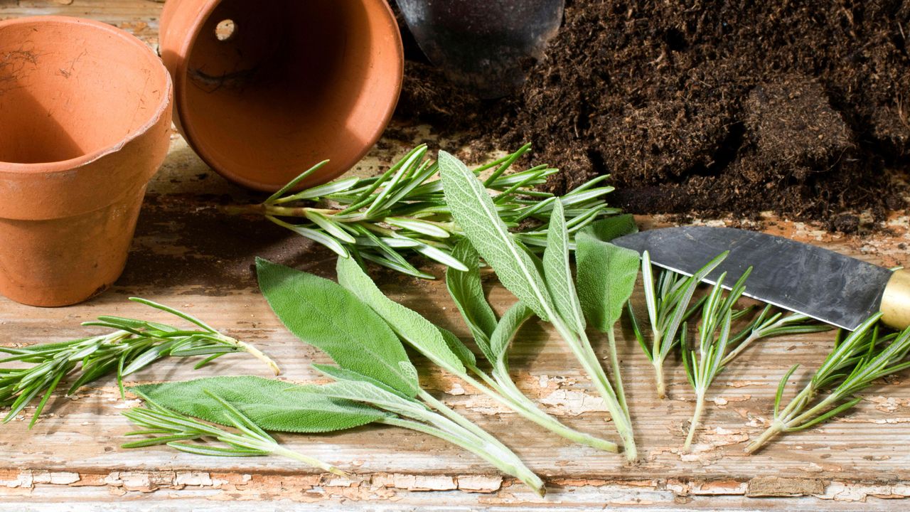 Monty Don&#039;s expert tips for taking cuttings - rosemary cuttings and sage cuttings on a potting bench with compost and pots