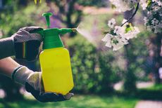 Gardener Spraying Fungicide