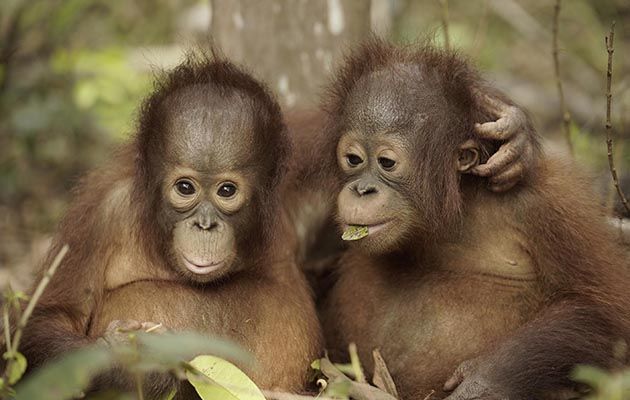 ORANGUTAN JUNGLE SCHOOL