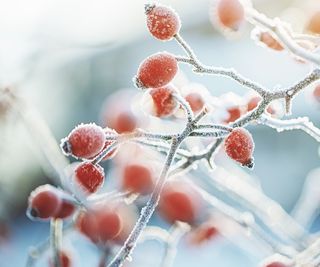 rosehips in the frost