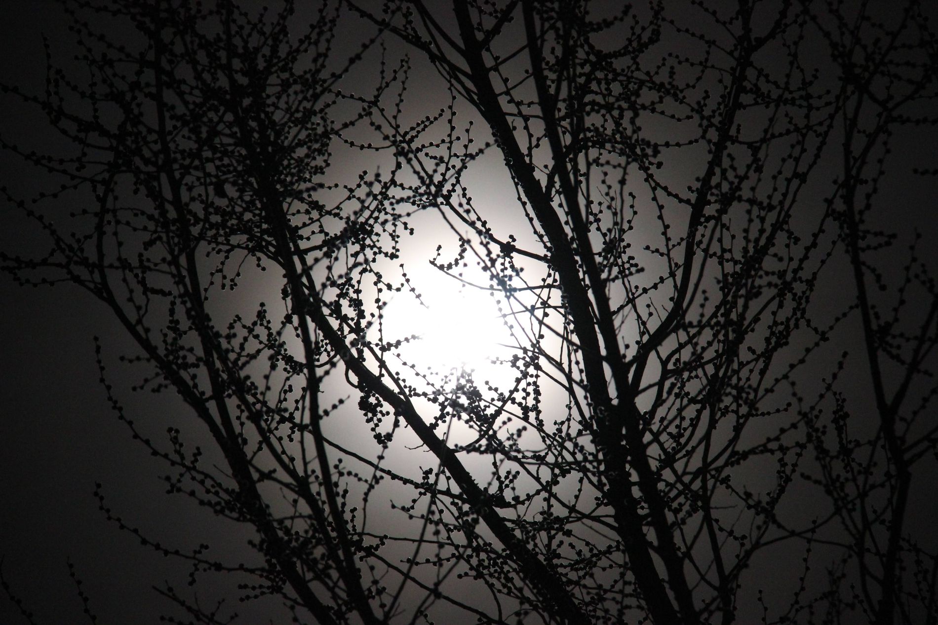 GuruShots - Monochrome Moments Jan 26