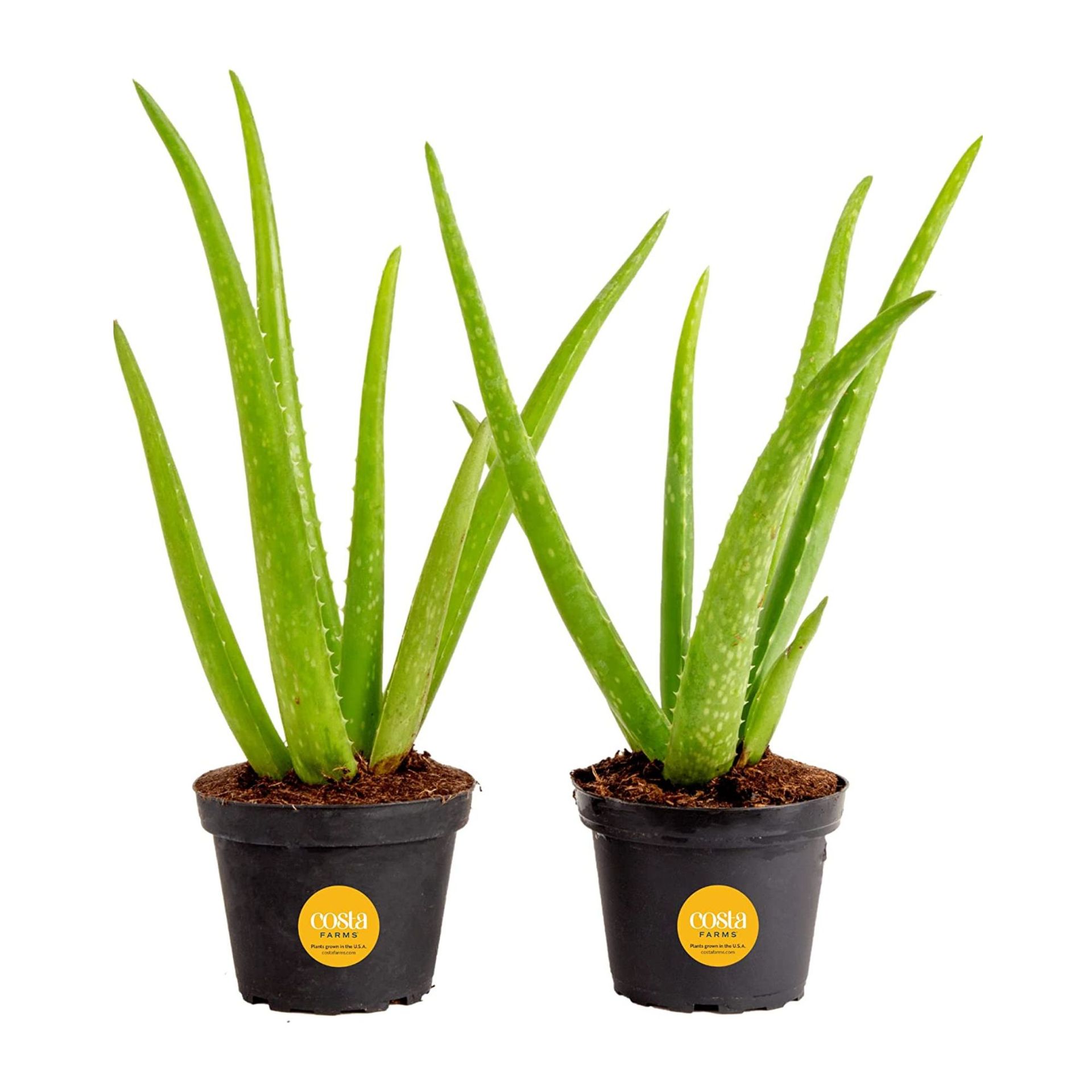 Houseplants that help with sleep cut out