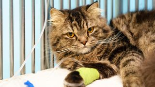 A cat lying down with an IV drip attached