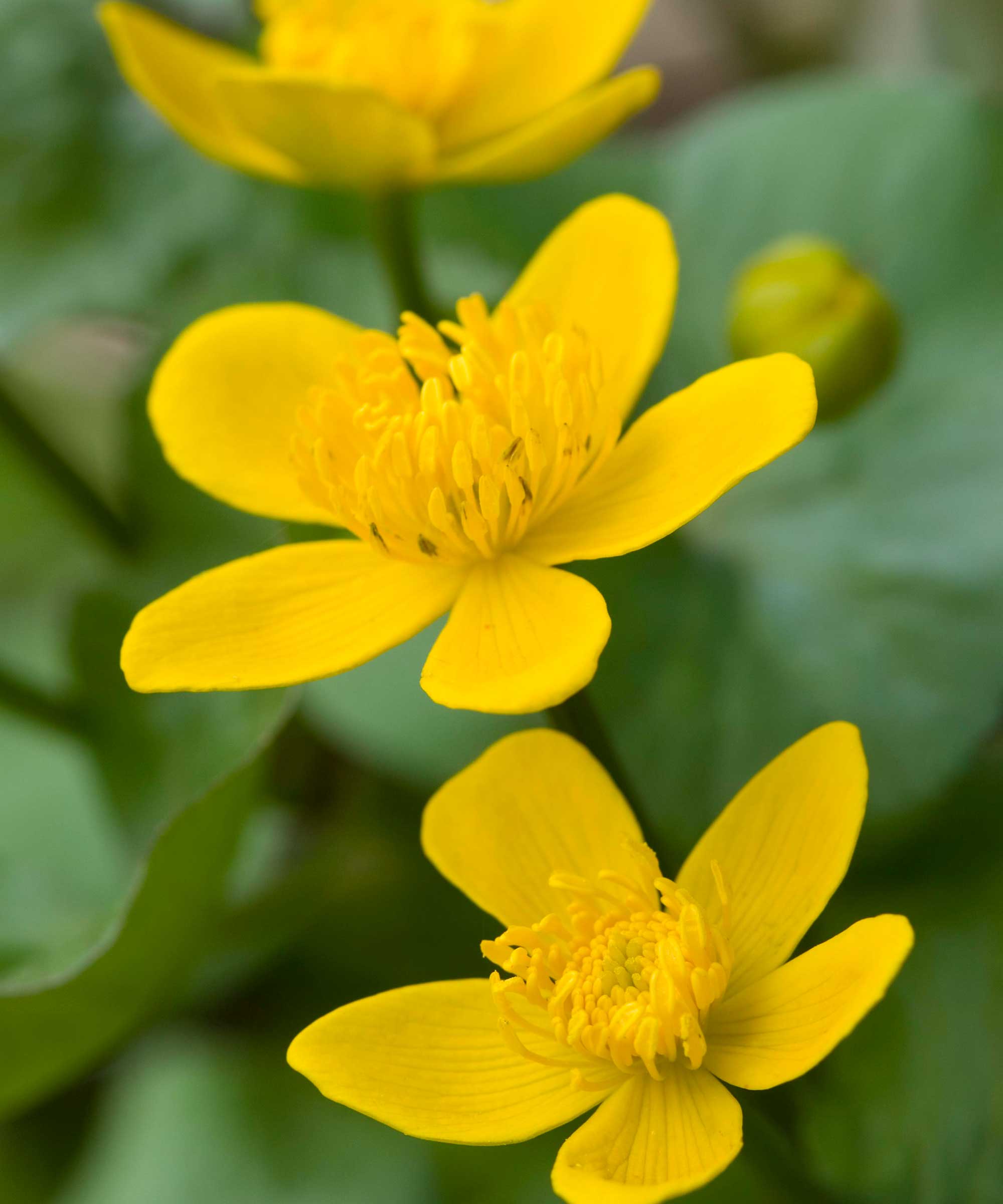 three marsh marigold flowers