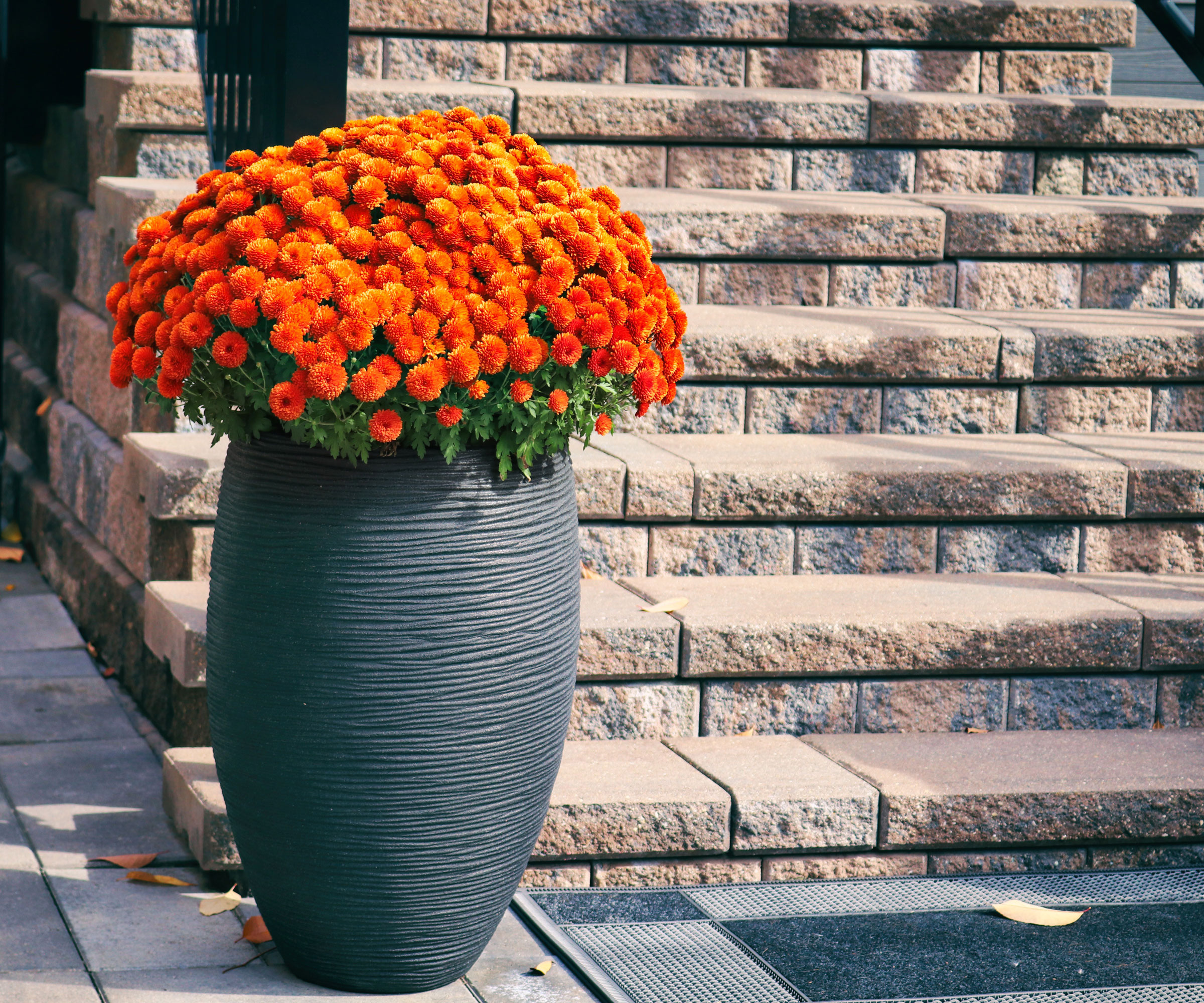 orange chrysanthemums in silver tub