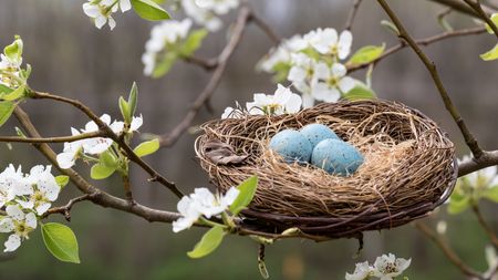 Three robin's eggs in a nest surrounded by spring blooms.