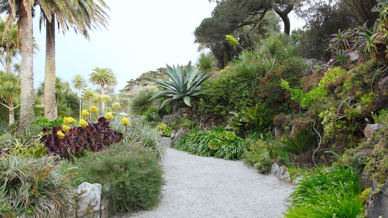 Tropical garden ideas with palms