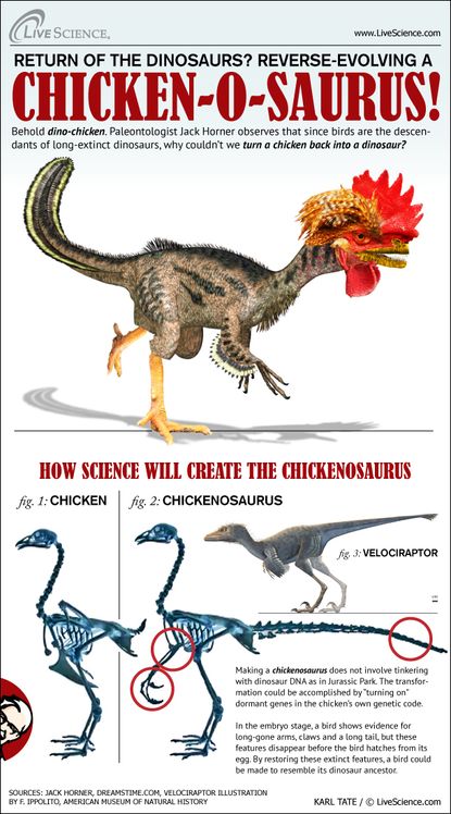 Since birds are the only surviving members of the family tree of the dinosaurs, why can't we flip some switches in the genetic code and return a chicken back to its former glory as a dinosaur?