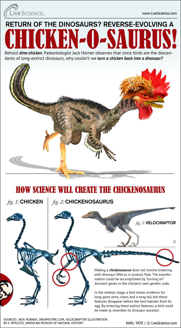 How To Make A Dino-Chicken (Infographic) | Live Science