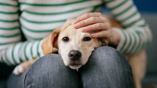 Owner comforting a scared dog