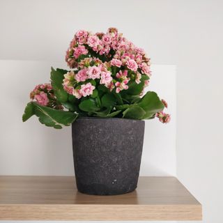 A kalanchoe plant with pink flowers on a shelf