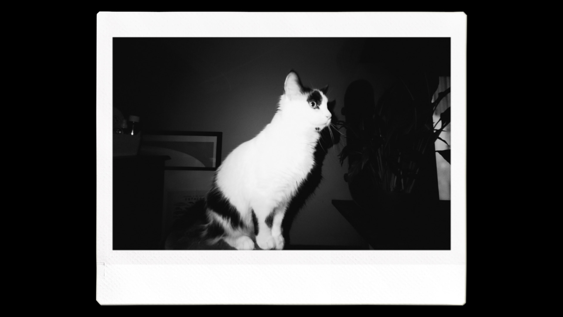 An Instax image printout of a cat in black and white