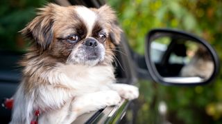 Pekingese