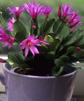Easter cactus with pink flowers in pot