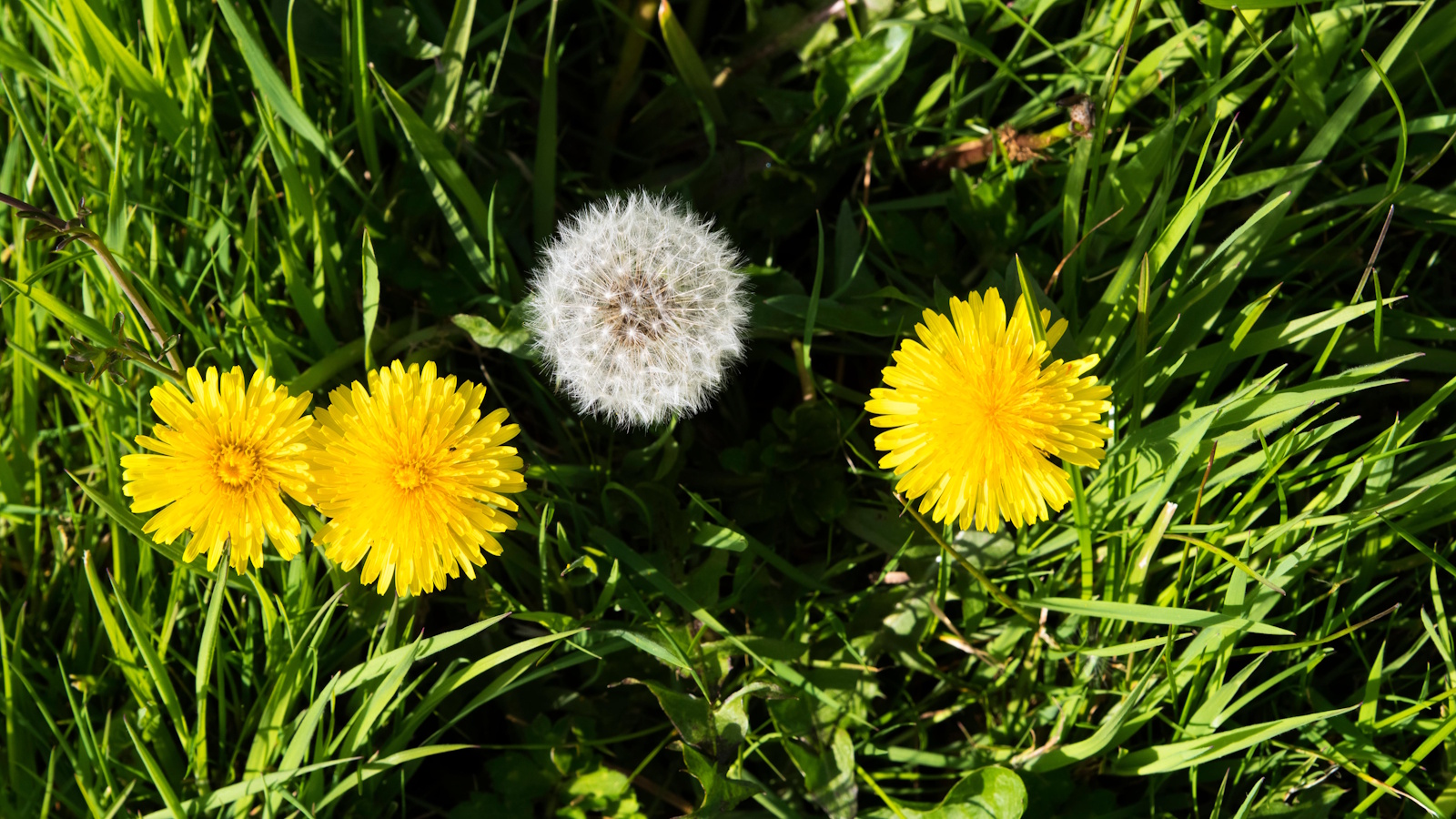 Dandelions in lawn