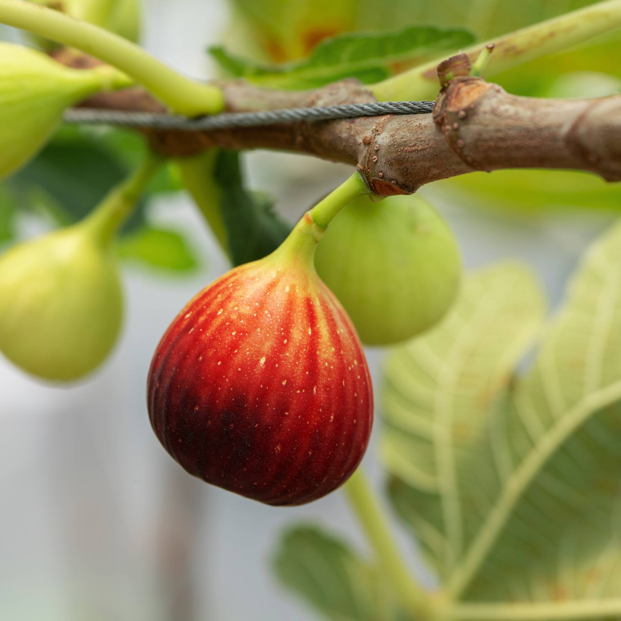 Ripe fig on tree