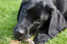 Even as puppies, dogs know how to play this trick as this black labrador shows