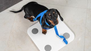 Dachshund with measuring tape on weighing scales