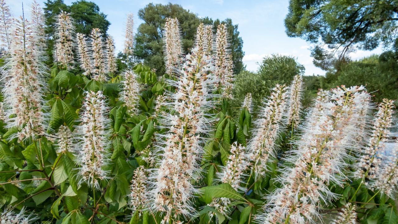 Close up of flowers growing on a bottlebrush buckeye shrub