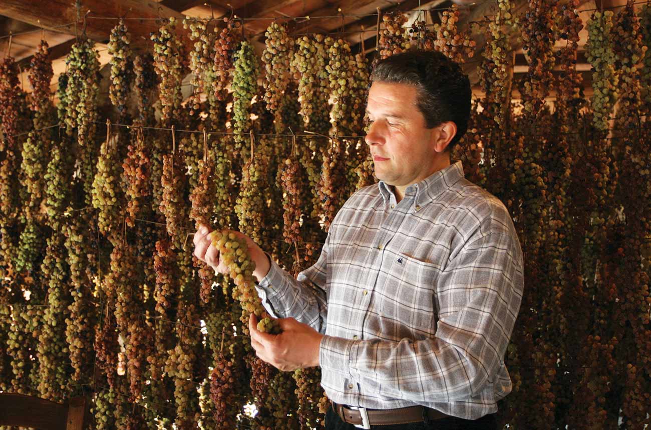 Soave winemaker Gini Sandro of Monforte d'Alpone with air-dried (appasimento) grapes