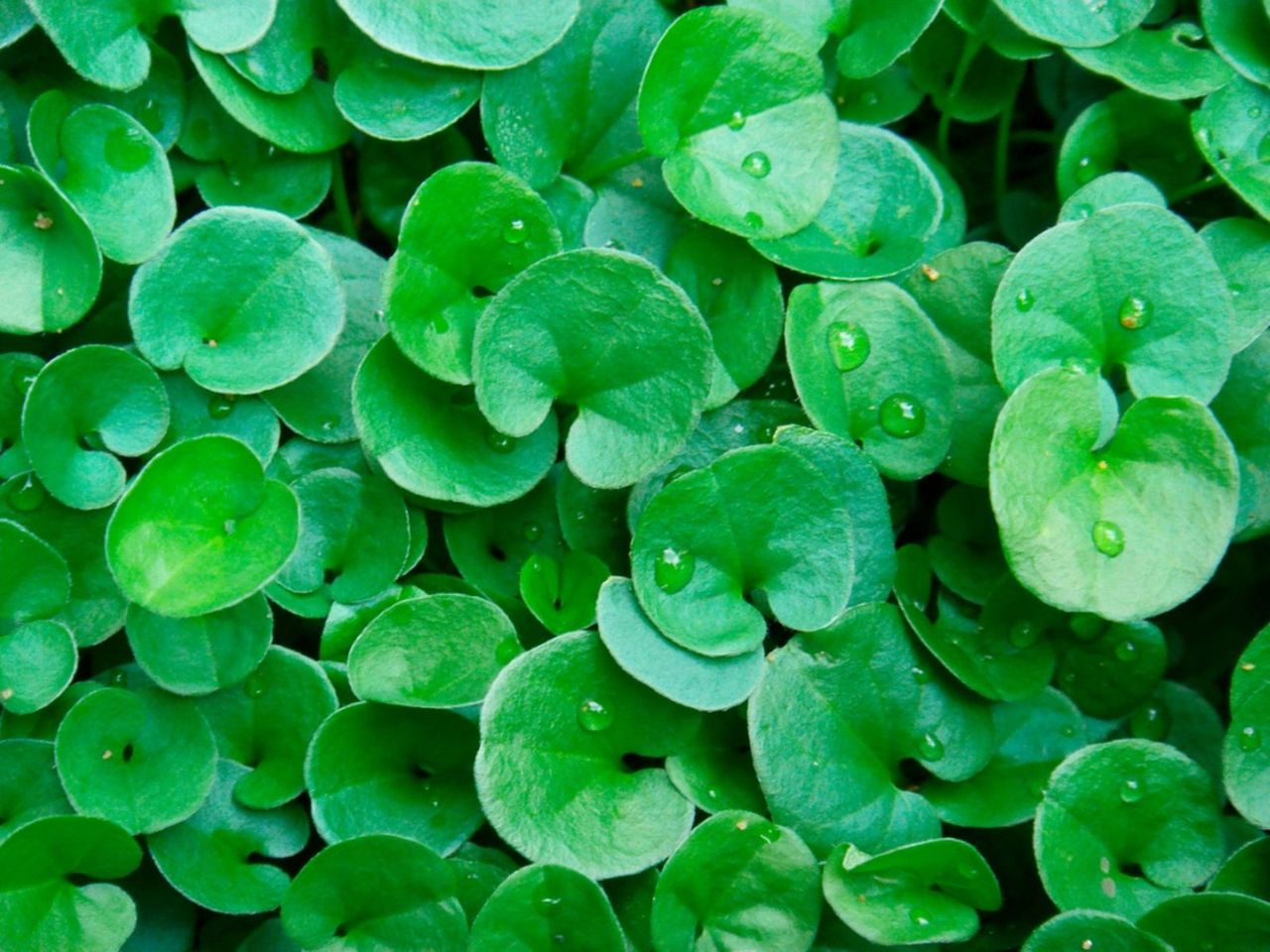 Dichondra Plant With Water Droplets