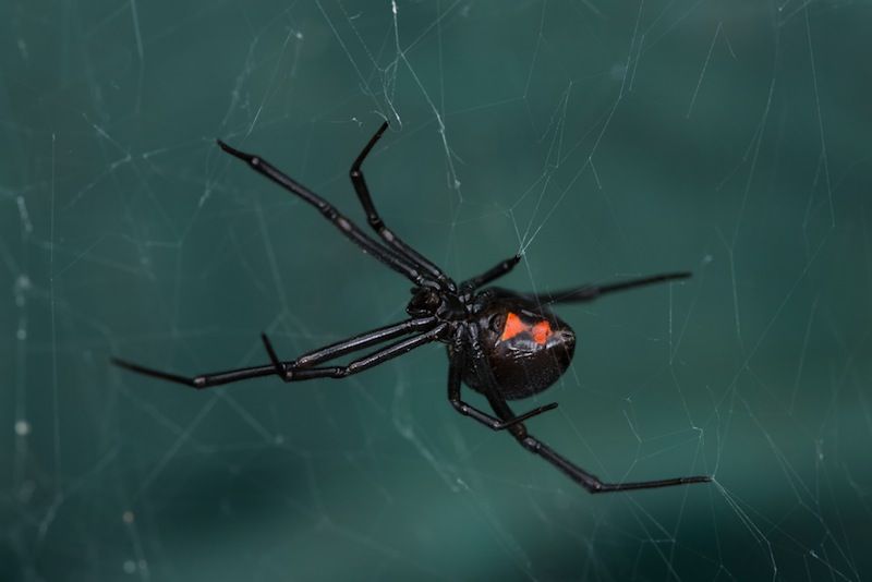 A Guide to the Most Dangerous Spider Bites and the Symptoms