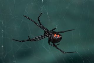 Black widow spider