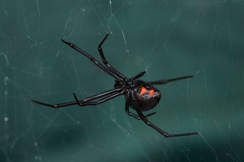 Black widow spider