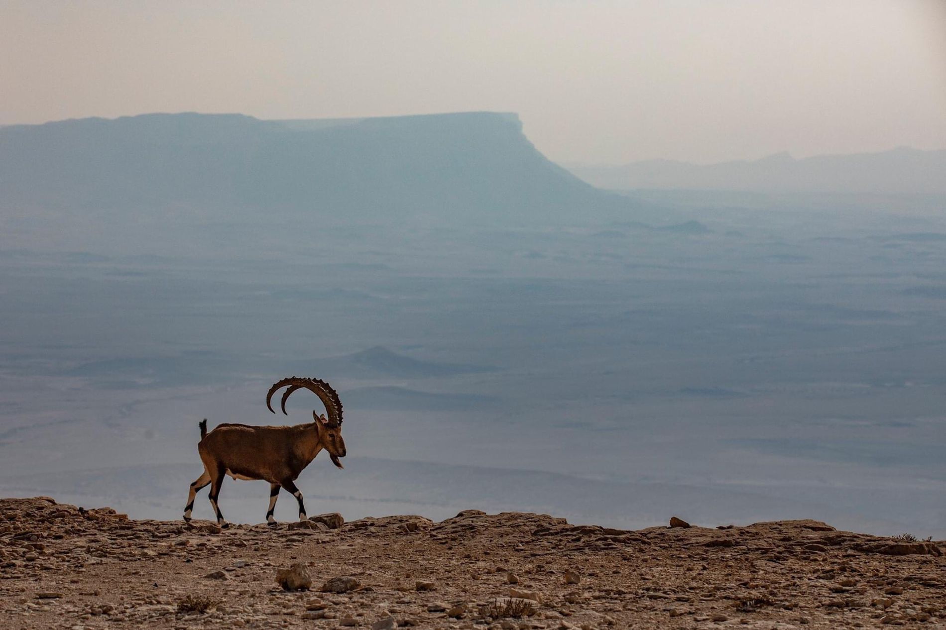 GuruShots - March 2026