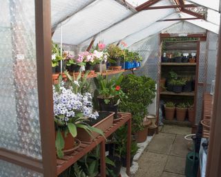 Interior of a residential greenhouse made from bubble wrap
