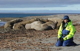 Drowning in Plastic - Liz with walruses on the shores of Svalbard