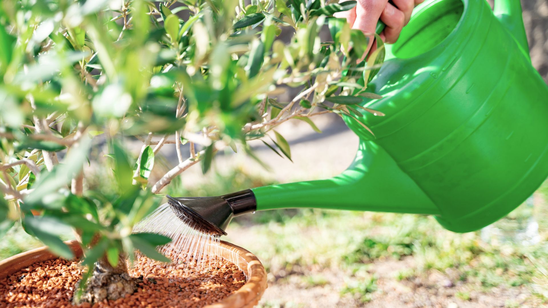 picture of person watering olive tree