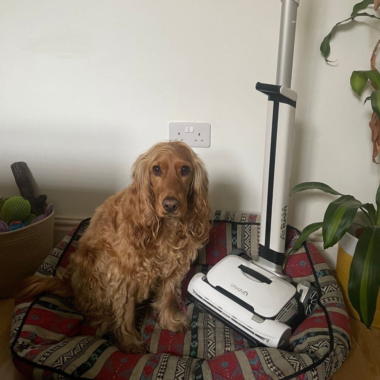 Gtech AirRam 3 sitting in an aztec dog bed with a cocker spaniel sitting next to it