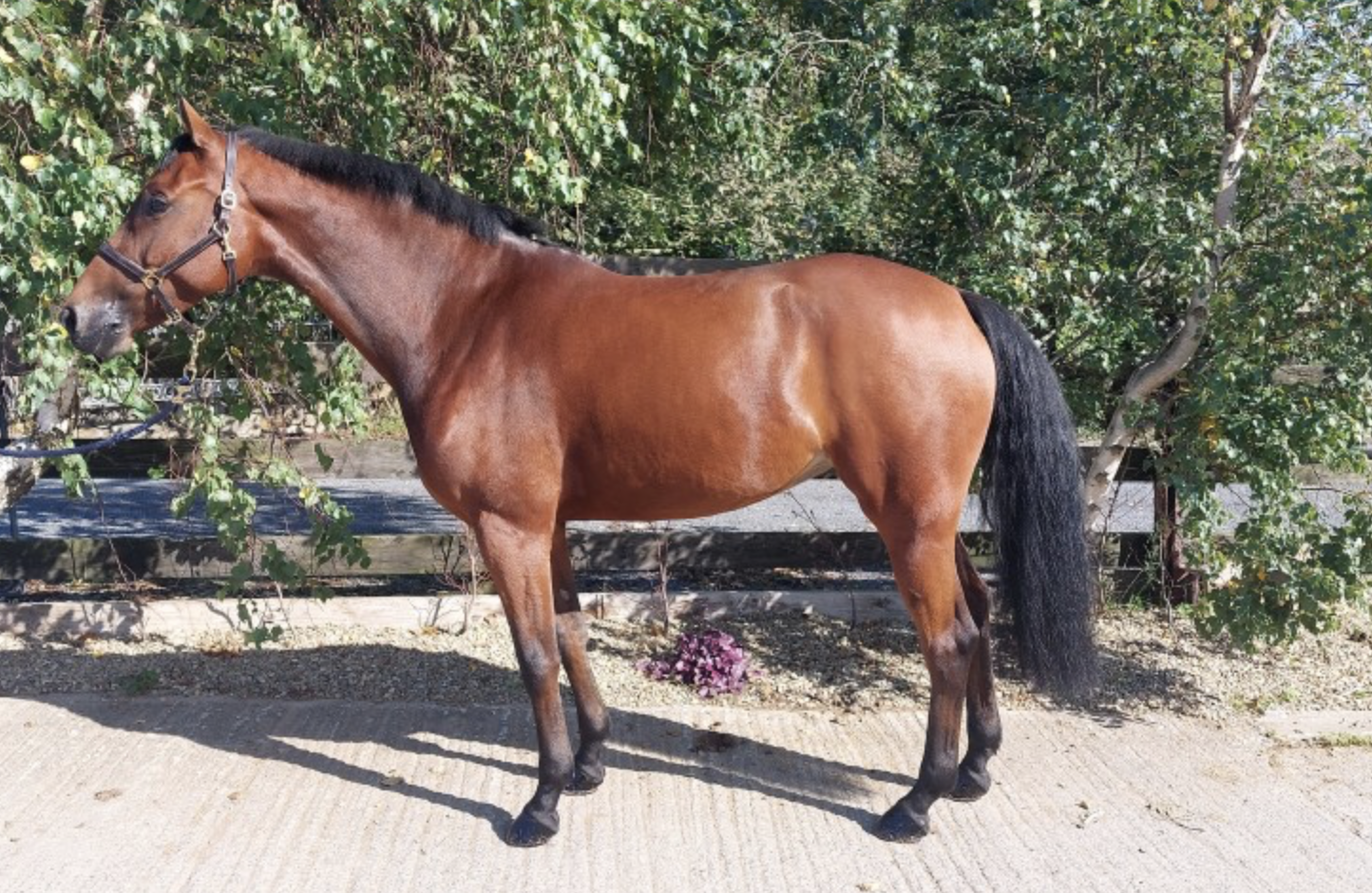 horses for sale over &amp;pound;20000
