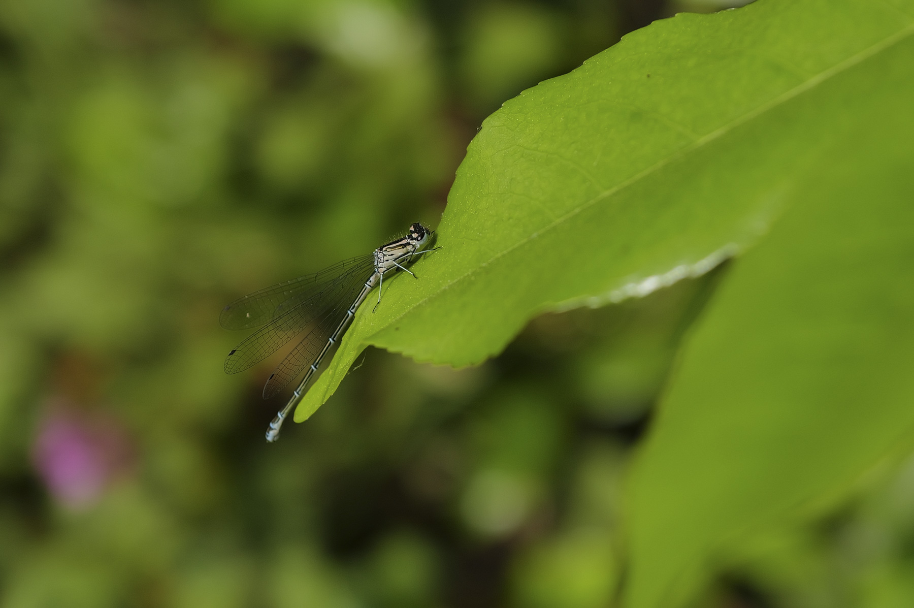 Leica Q3 Closeup of a dragonfly on a leaf