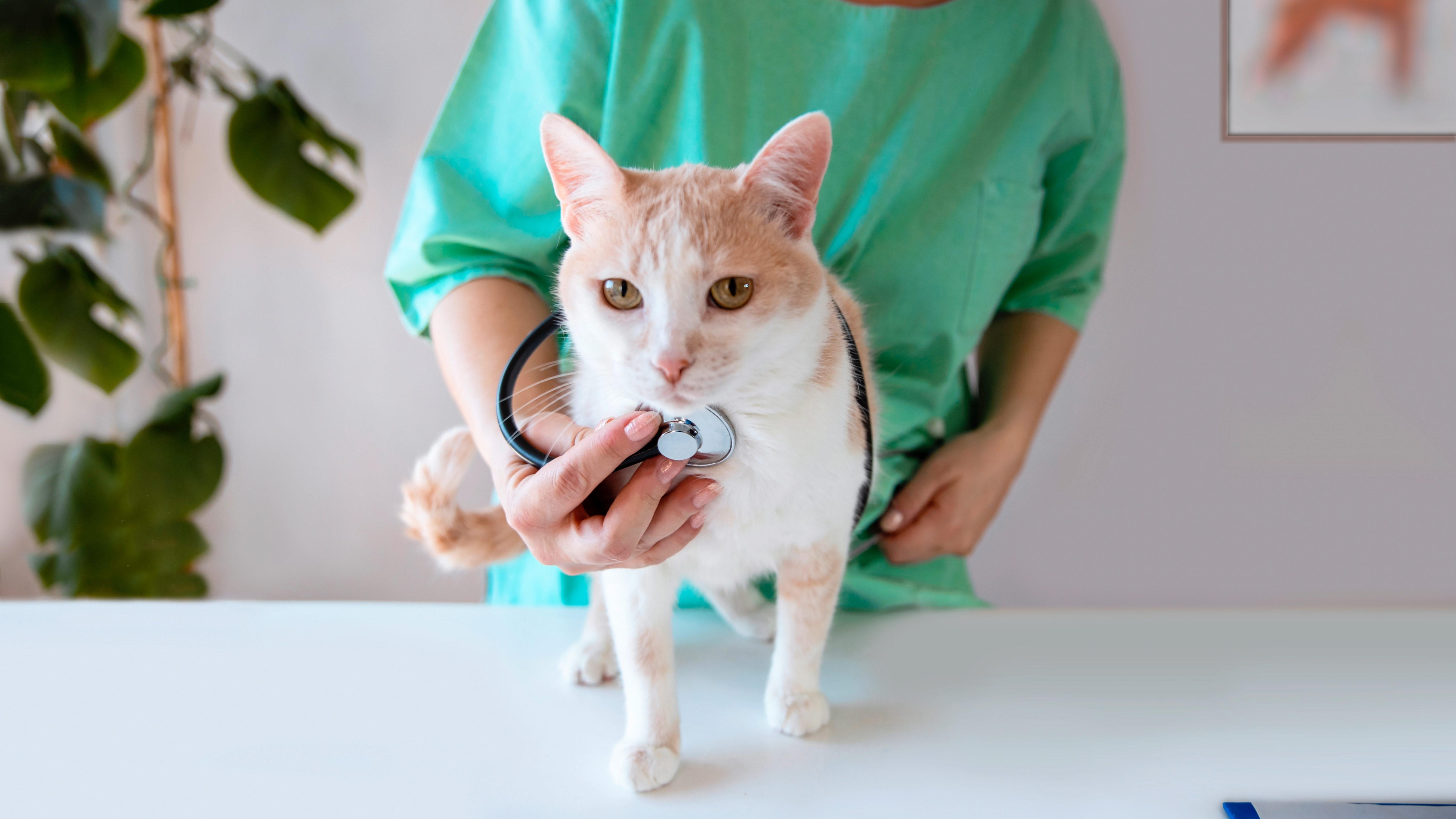 Cat at vet