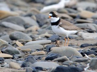 semipalmated-plover-101206-02