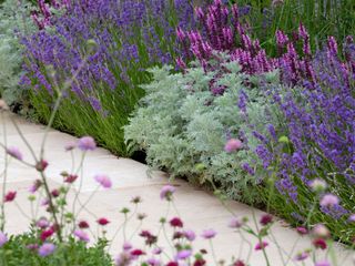lavender and other flowers bordering path