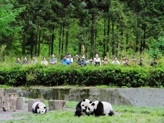 Pandas are crowd pleasers