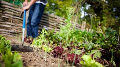 using a garden hoe in vegetable beds