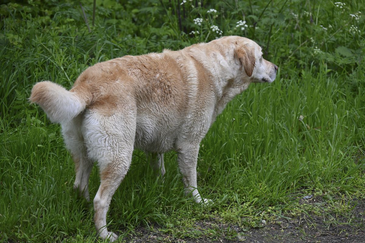 Dog with the Nikon Z 28-400mm f/4-8 VR lens's telephoto setting